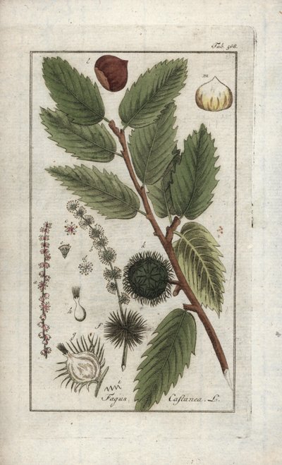 Chestnut, Castanea sativa by Unbekannter Künstler