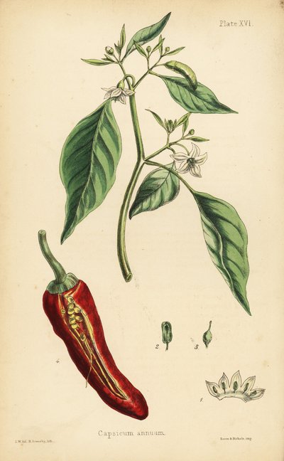 Chilly pepper, Capsicum annuum. Handcoloured lithograph by Henry Sowerby after an illustration by L.W. from Edward Hamilton
