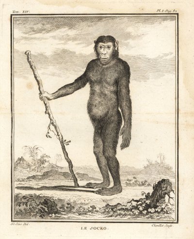 Chimpanzee, Pan troglodytes by Unbekannter Künstler