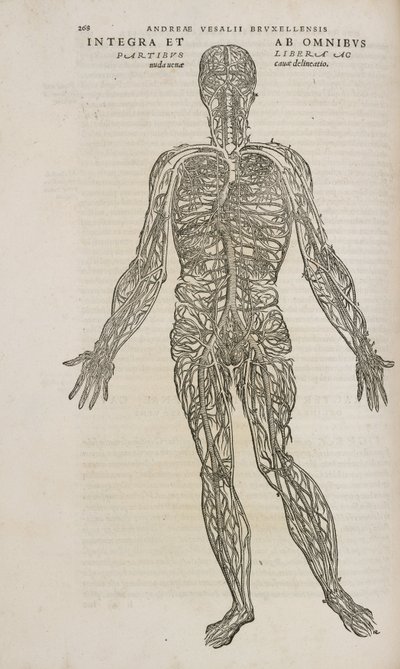 The venous system of the male human body by Unbekannt