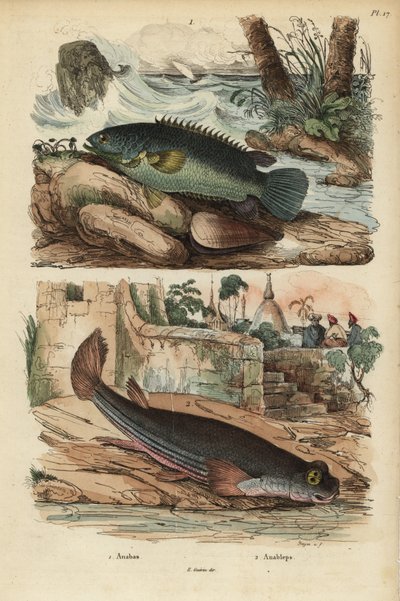 Climbing perch, Anabas testudineus, and four-eyed fish, Anableps anableps by Unbekannt