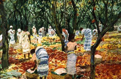 Cocoa harvest in Sao Tome by Unbekannter Künstler
