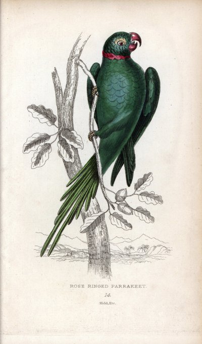 Collared Parakeet, Psittacula krameri. Psittacus torquatus by Unbekannter Künstler