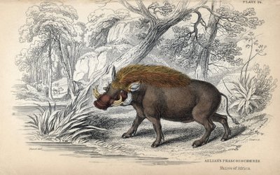 Common African warthog (Phacochoerus africanus). Copper engraving by William Lizars, based on a drawing by James Stewart, published in the Naturalist Library: mammals, pachyderms and quadrupeds with fine skin, edited by W. H. Lizars, in Edinburgh, Scotland by Unbekannter Künstler