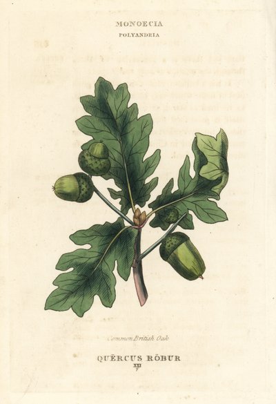 Common British oak tree by Unbekannter Künstler