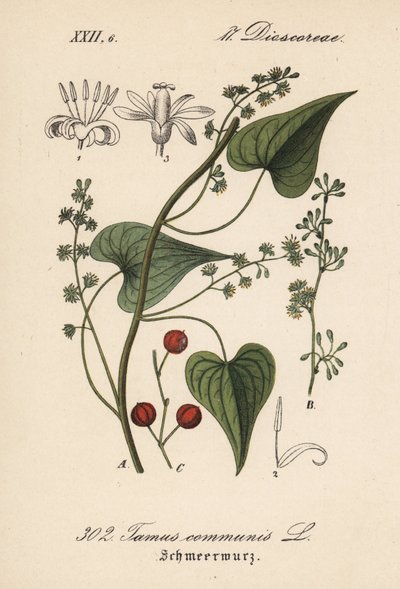 Common Driver or Grass to Battered Women - Black Bryony, Tamus communis. Handcoloured lithograph from Diederich von Schlechtendal