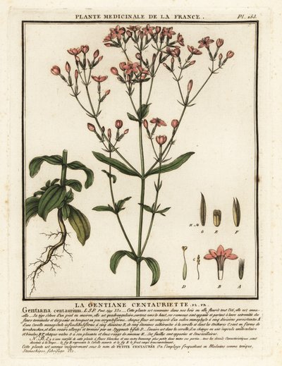 Common Centaury, Centaurium erythraea by Unbekannter Künstler