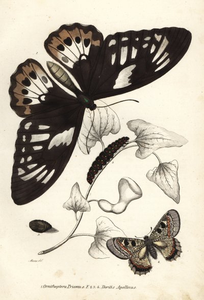 Common green birdwing, Ornithoptera priamus, butterfly, caterpillar and pupa, and false apollo, Archon apollinus. Handcoloured lithograph from Georg Friedrich Treitschke