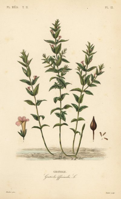 Common hedgehyssop, Gratiola officinalis by Unbekannt