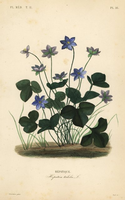 Common hepatica or liverwort by Unbekannt