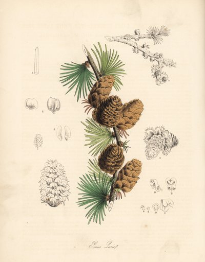 Common or European meleze - White larch tree, Larix decidua (Larix europaea) by Unbekannter Künstler