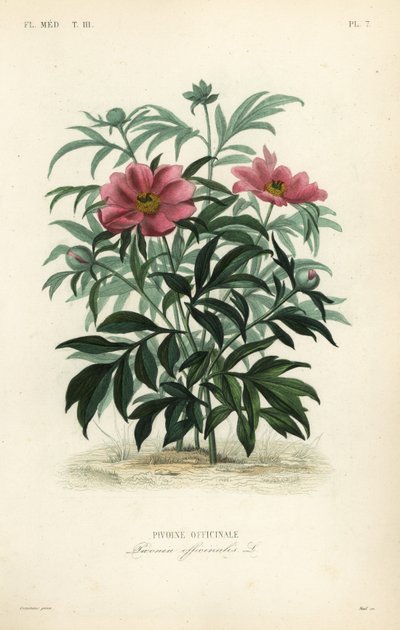 Common peony or garden peony by Unbekannt