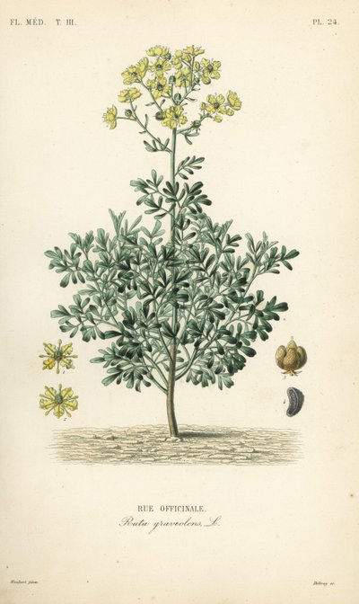 Common rue or herb of grace by Unbekannt