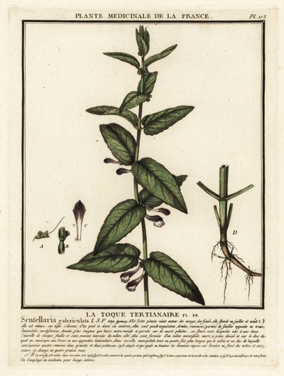 Common skullcap, Scuttelaria galericulata by Unbekannter Künstler