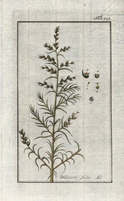 Common Soda (Salsola soda). Lithograph from 