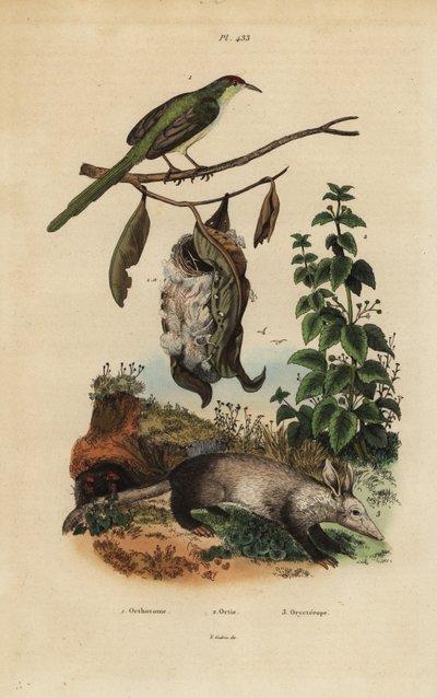 Common Tailorbird, Orthotomus Sutorius with Nest, Stinging Nettle, Urtica Dioica, and Aardvark, Orycteropus Afer by Unbekannt