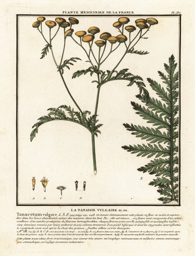 Common tansy, Tanacetum vulgare by Unbekannter Künstler