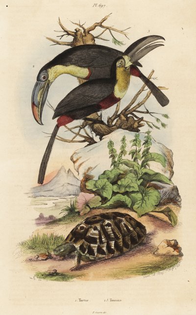 Common tortoise, sulfur-breasted toucan, and white-throated toucan by Unbekannt