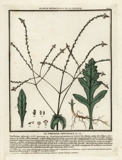 Common vervain, Verbena officinalis by Unbekannter Künstler