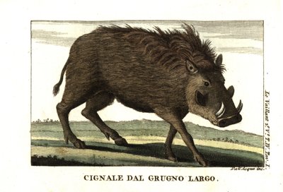 Common Warthog, Phacochoerus africanus. From Francois Le Vaillant by Unbekannter Künstler