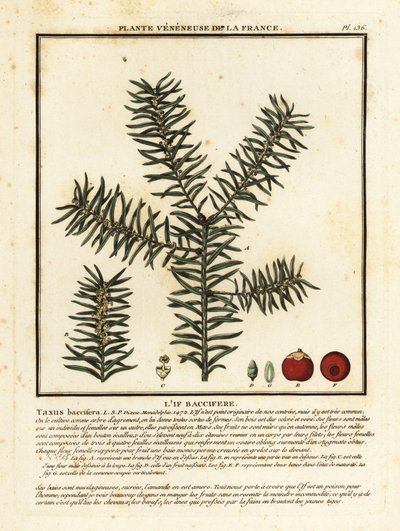 Common yew or English yew, Taxus baccata by Unbekannter Künstler