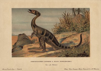 Compsognathus longipes by Unbekannter Künstler