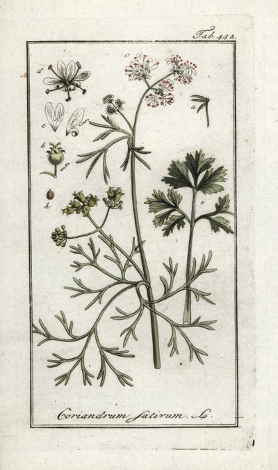 Coriander, Coriandrum sativum by Unbekannter Künstler