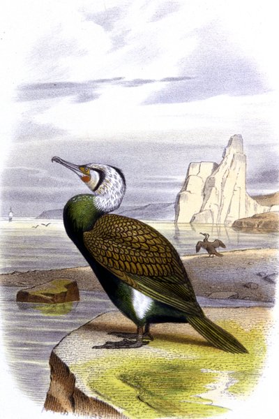 Cormorant by Unbekannter Künstler
