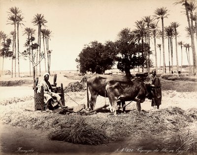 Corn reaping in Egypt by Unbekannter Künstler