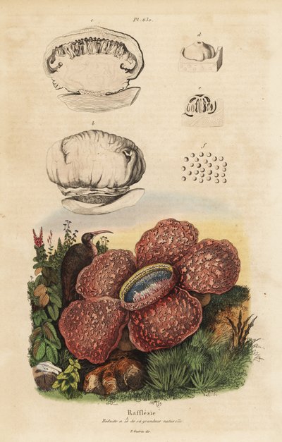Corpse Lily or Rafflesia by Unbekannt
