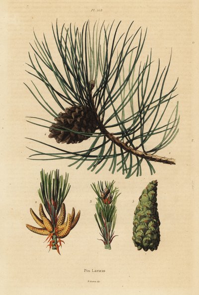 Corsican Pine Tree by Unbekannt