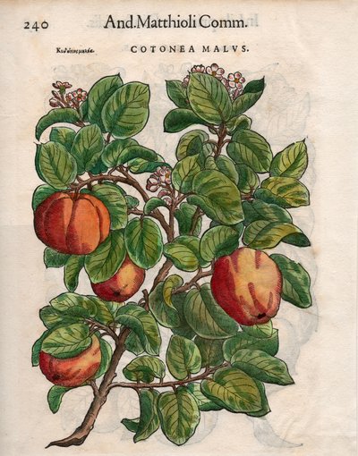 Cotonea Malvs. from Pietro Andrea Mattioli