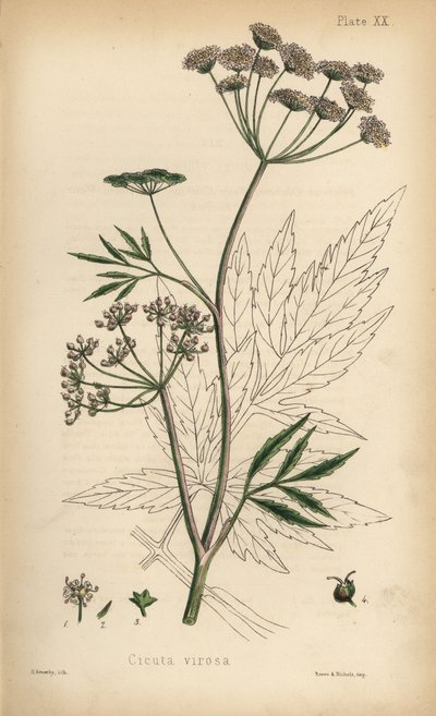 Cowbane or water hemlock, Cicuta virosa. Handcoloured lithograph by Henry Sowerby from Edward Hamilton