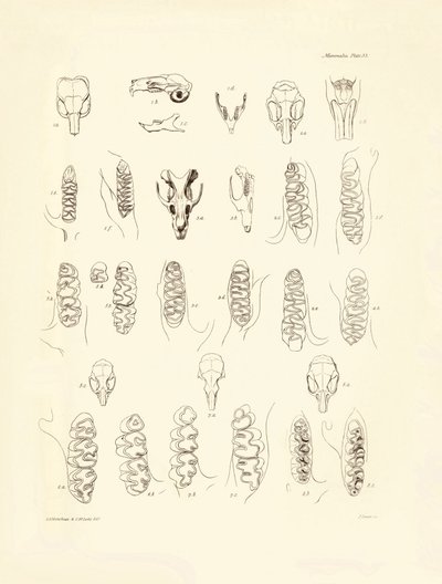 Cranes and teeth of various kinds of rodents described by Charles Darwin during his exploration trip aboard the Beagle. Plate from 