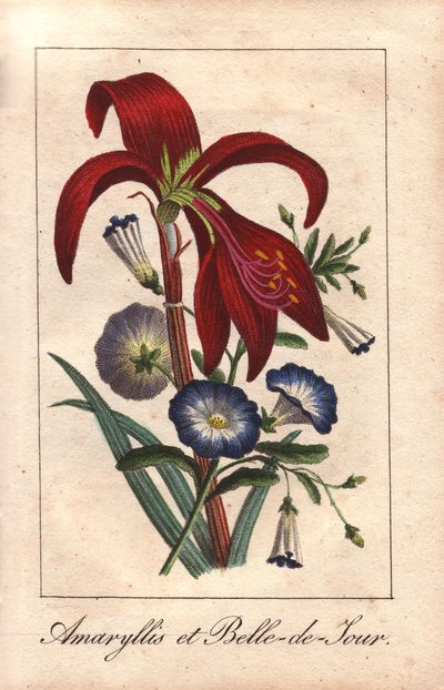 Crimson Amaryllis and Dwarf Morning Glory by Unbekannter Künstler