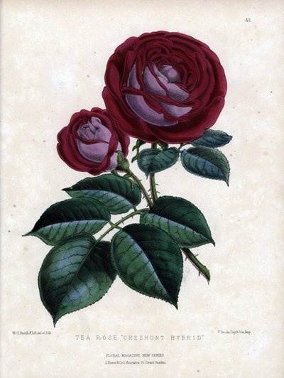 Crimson pink and purple hybrid variety of the tea, grown in greenhouse by Unbekannter Künstler