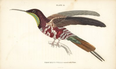 Crimson topaz varied with white, Topaza pella (Trochilus pella). Handcoloured steel engraving from Sir William Jardine