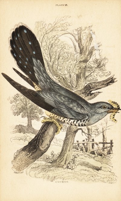 Cuckoo with a caterpillar in its beak by Unbekannter Künstler