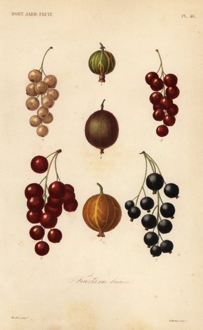 Currants and berries by Unbekannt