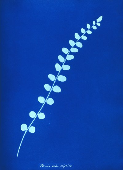 Cyanotype of British fern by Unbekannt