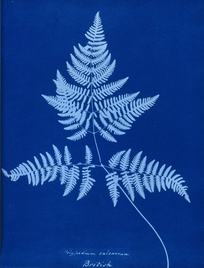 Cyanotype of Polypodium calcareum by Unbekannt