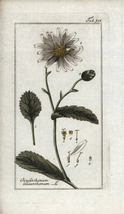 Daisy, Leucanthemum vulgare by Unbekannter Künstler