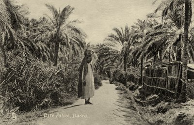 Date Palms, Basra by Unbekannter Künstler