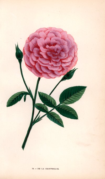 De la Grifferaie Rose, Hybrid of the Rosa Multiflora, Appeared on the Market Around 1846. Chromolithograph Drawn and Lithographed After Nature by F. Grobon from Hippolyte Jamain and Eugene Forney