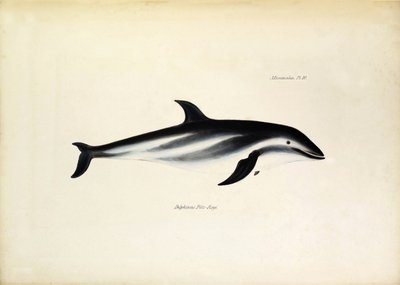 Delphinus Fitz-Royi Black dolphin or Fitzroy after the name of Captain Robert Fitzroy of the Beagle. Plate from 