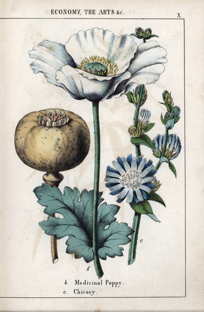 Description of a medicinal poppy with white flower and blue chicoree flower. From Recueil d