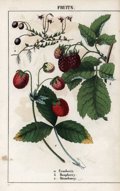 Description of berries: fruits of cranberry, raspberry and strawberry by Unbekannter Künstler