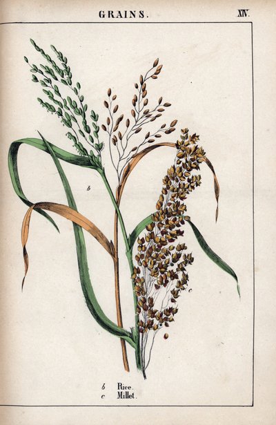 Description of cereal: rice and millet. From Recueil d