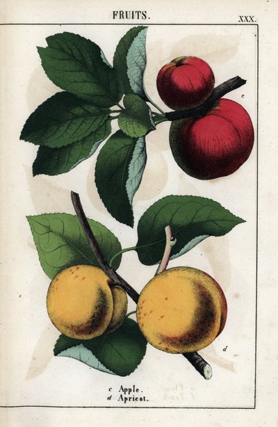 Description of fruits: red apples and apricots. From Recueil d