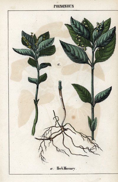 Description of the annual mercuriale, plant flowers, fruits and roots by Unbekannter Künstler